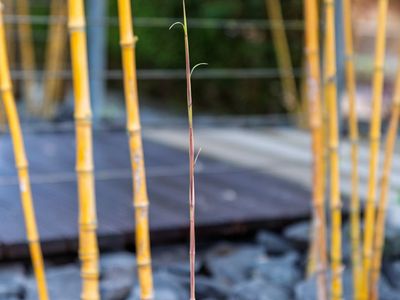 Zen garden elements like stones and a small bamboo branch.